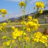 飛鳥の春