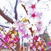 河津桜も美味しそう♡