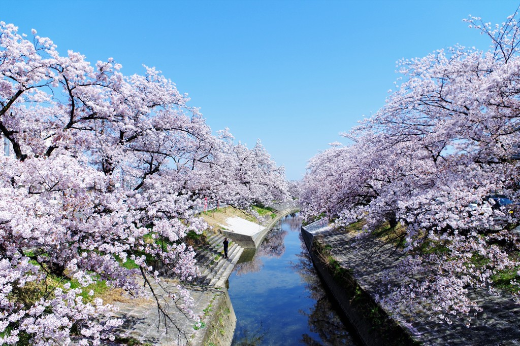 高田千本桜