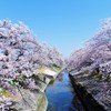 高田千本桜