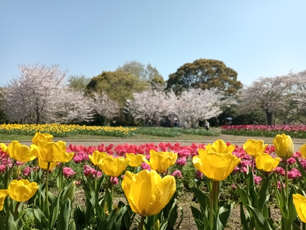 日本の春は美しい