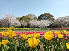 日本の春は美しい