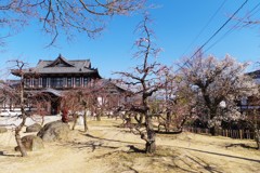 郡山城跡の梅 ～本日の開花状況～