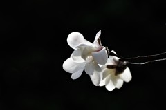 Magnolia stellata Maxim.