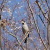 未来ポーズ