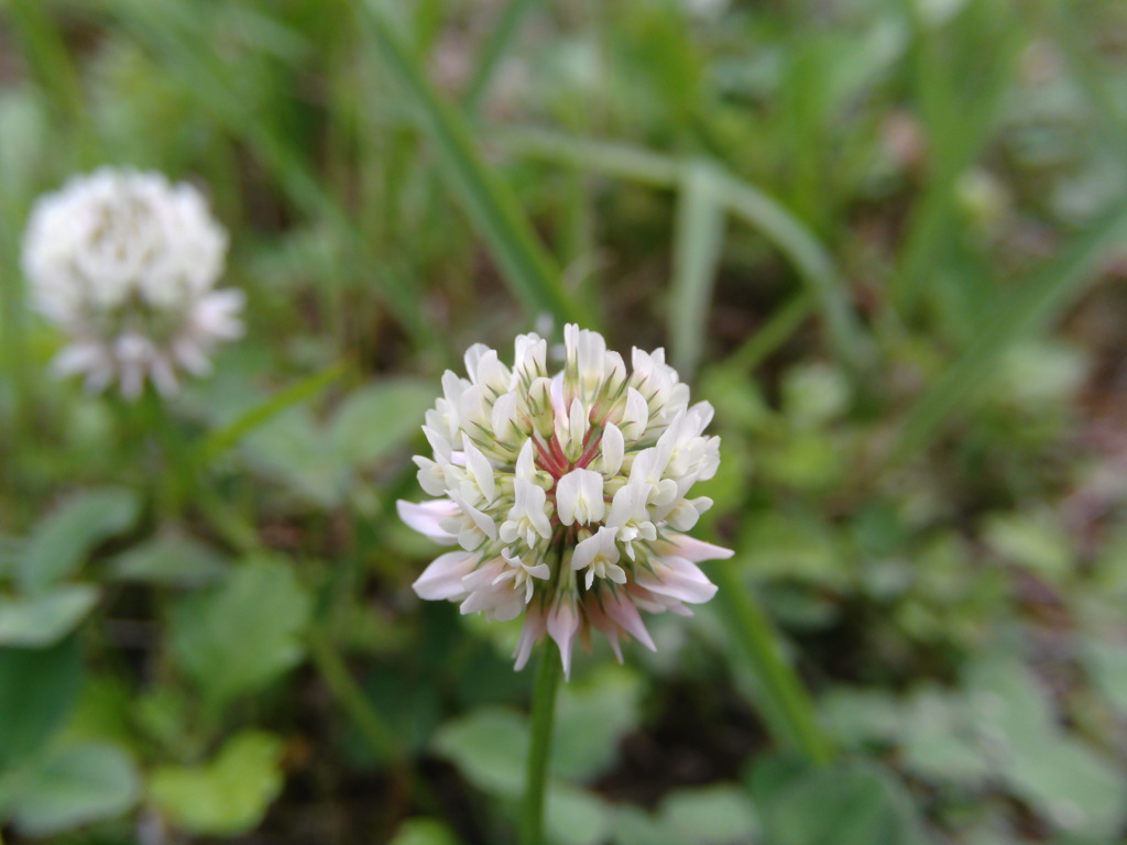 シロツメクサの花 By Narashika Id 写真共有サイト Photohito