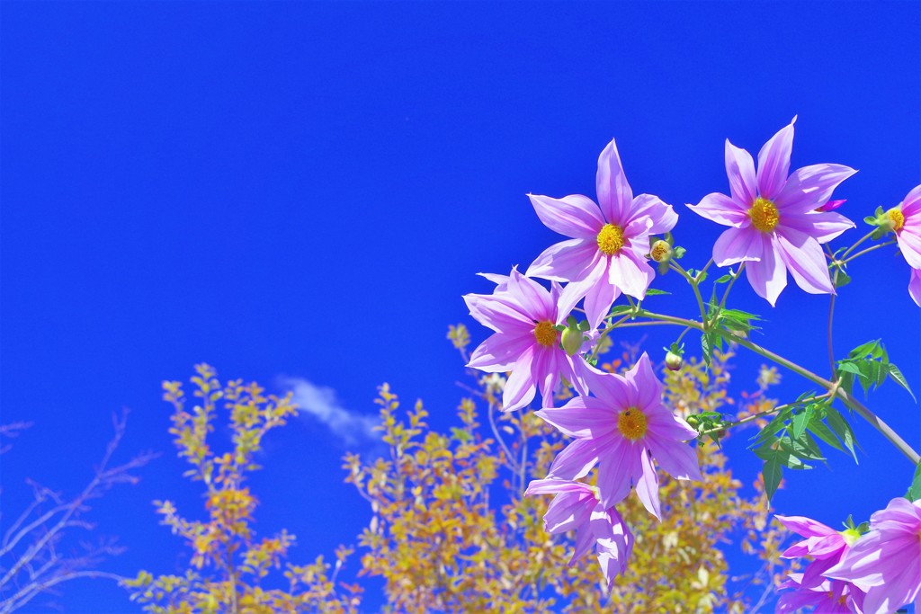 青空に映える花