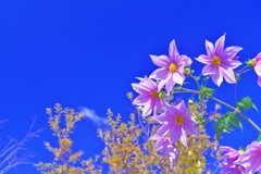 青空に映える花