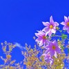青空に映える花