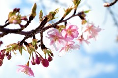 河津桜 －透き通る美しさ－