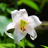 ササユリ ～古事記の花～