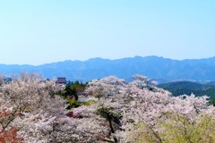 千本桜 ～吉野山～