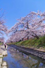川面に映る桜