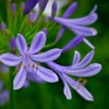 愛の花