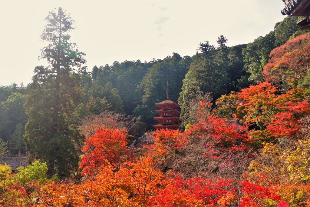 長谷寺の紅葉 ～紅と朱の共演～