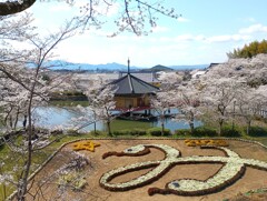 巳年の桜