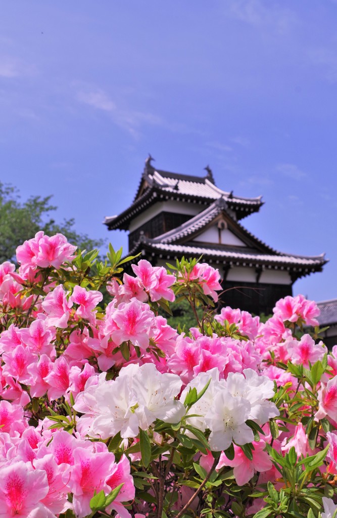 ツツジが彩る郡山城