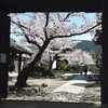 額縁の中の桜～飛鳥・橘寺より～