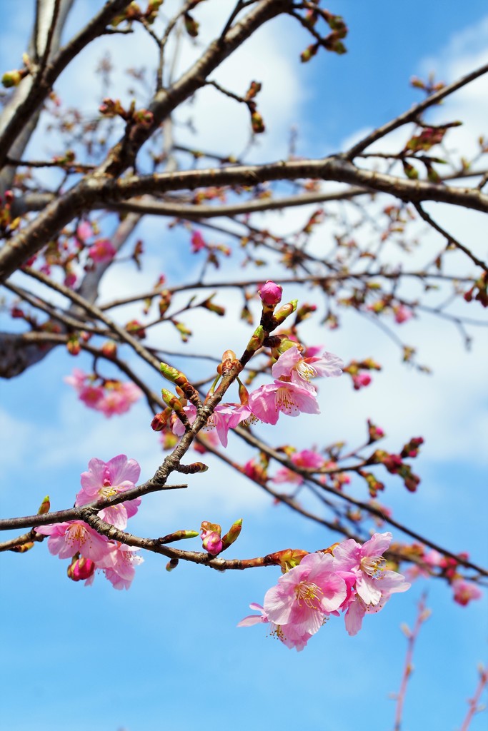 河津桜が咲き始めました