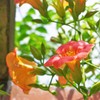 夏の季語