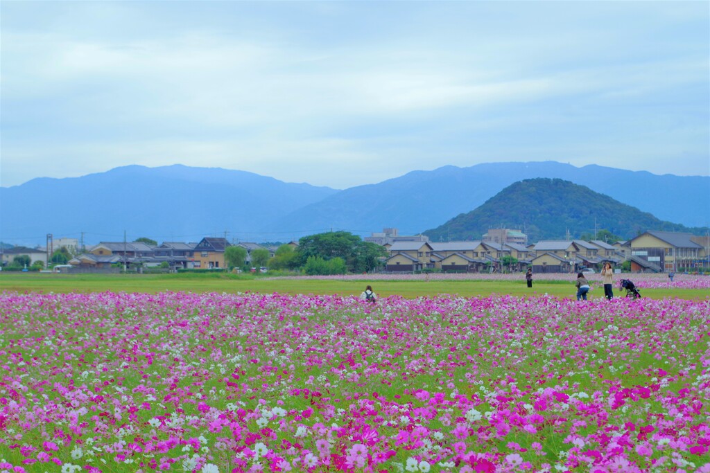 かつての都が花園に