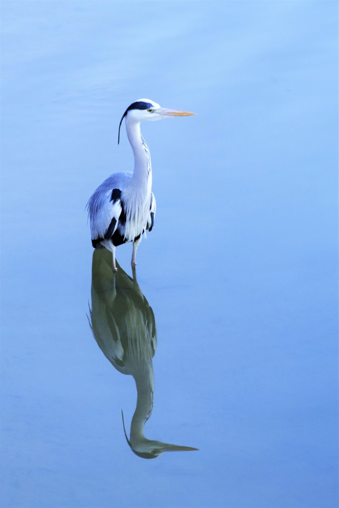 Reflection in the Water