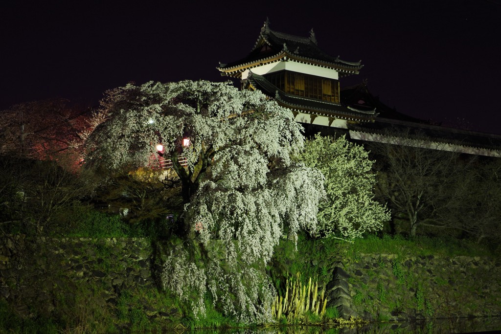 夜桜もまた良し ～しだれ桜ライトアップ～