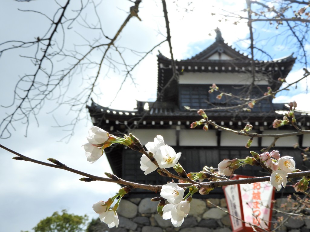 郡山城跡の桜 ～ソメイヨシノ～