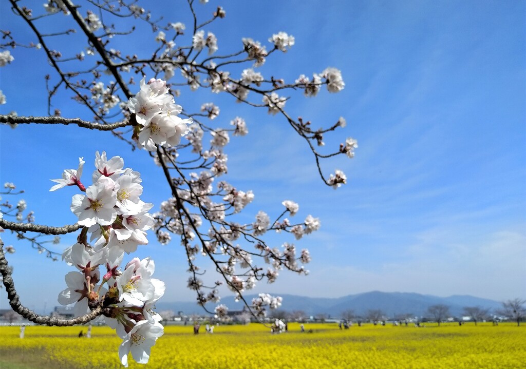 古代の都の花の園