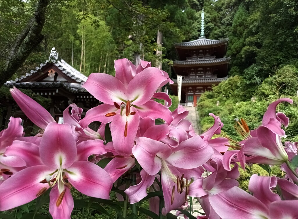 カサブランカがお出迎え