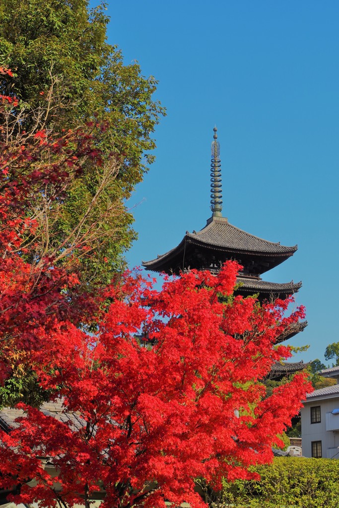 興福寺五重塔 ～紅葉の向こう側～