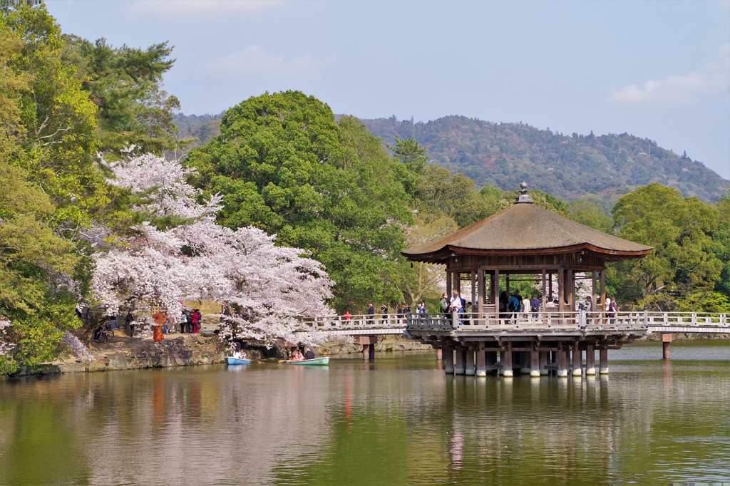 水辺に咲く桜の下で