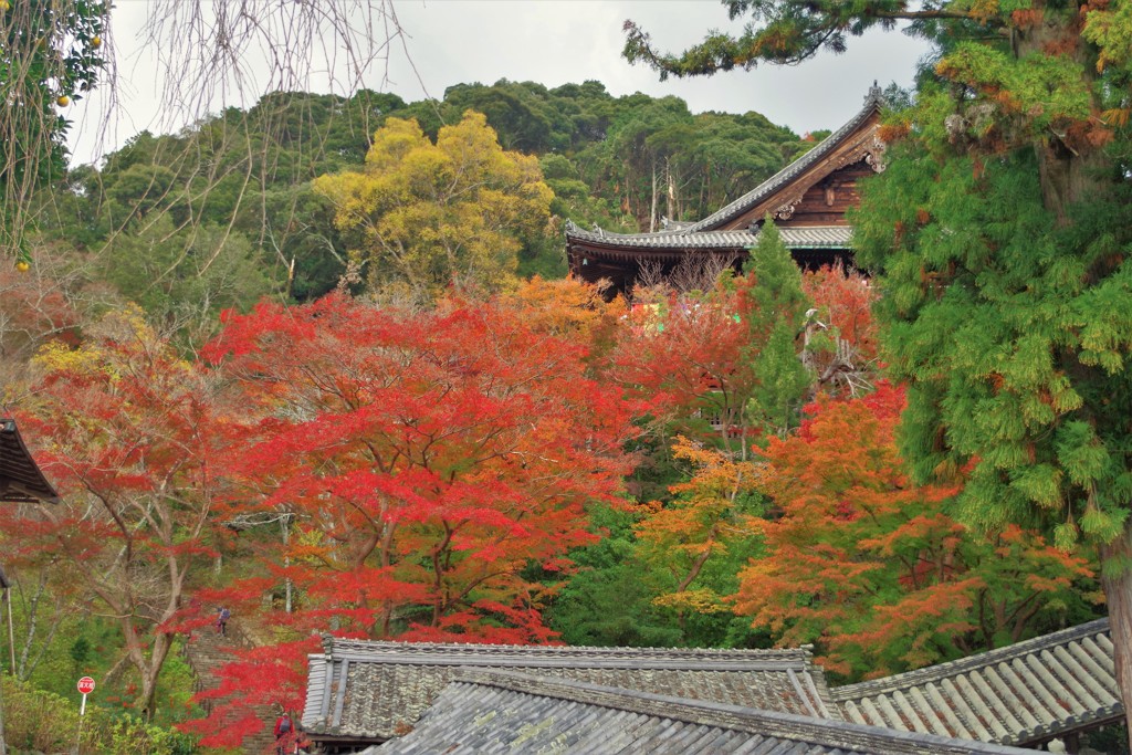 長谷寺の紅葉 ～登楼を見下ろす～