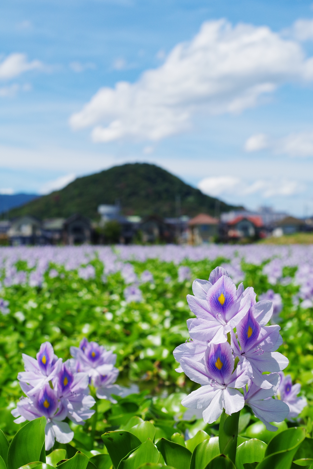 ホテイアオイと青い空