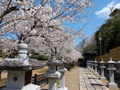 桜吹雪に誘われ…