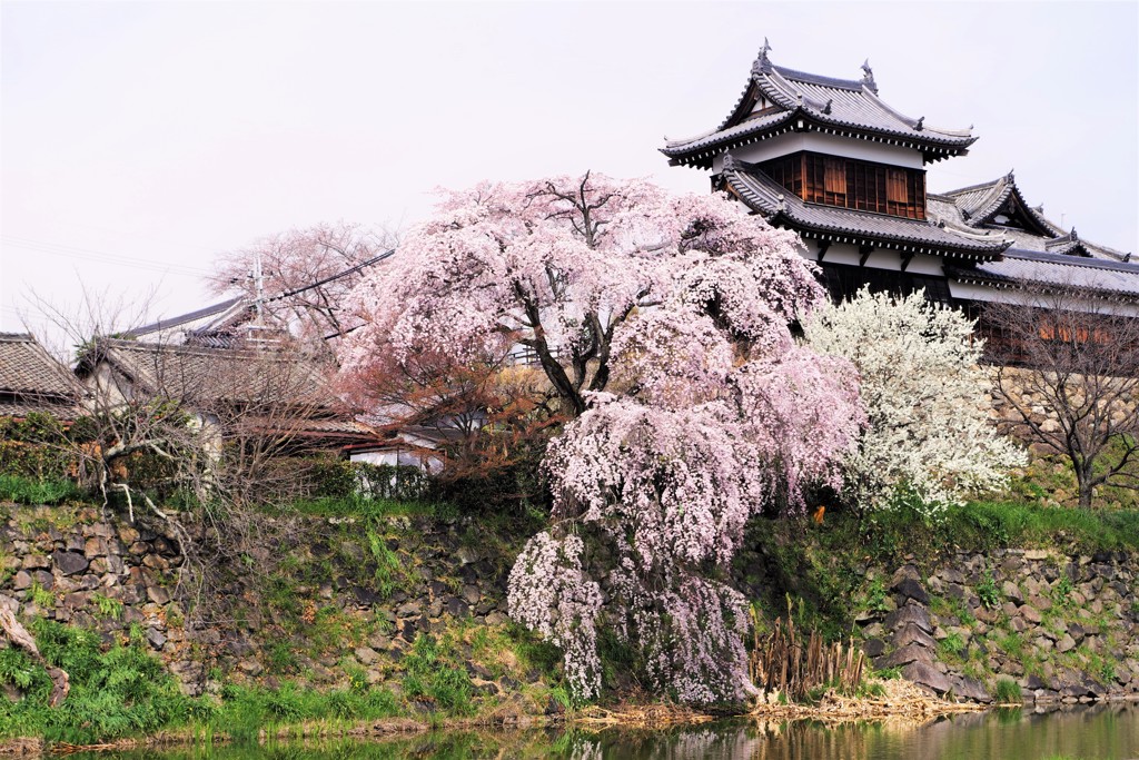 枝垂れ桜 －咲き誇る－