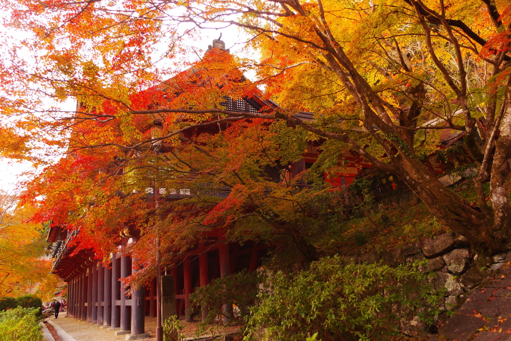 今年はどこの紅葉にしようかな？