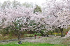 桜 ～ 写し撮る ～