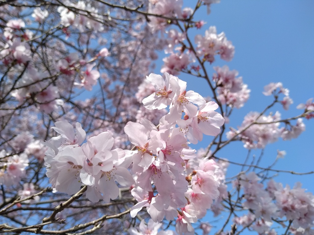 一足先に（個人的）開花宣言