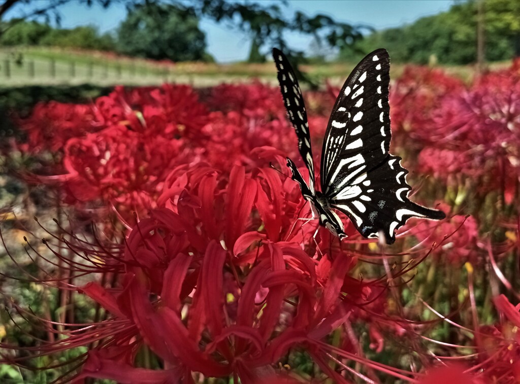 花から花へ