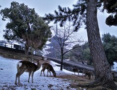 奈良の雪景色