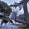 奈良の雪景色