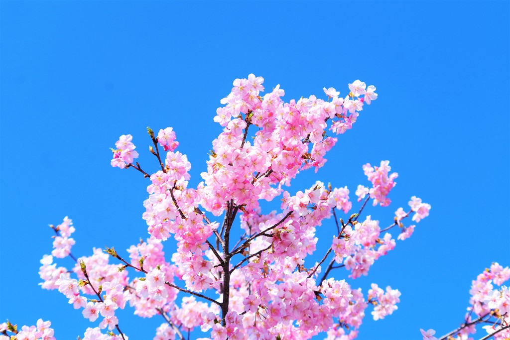 河津桜と青い空