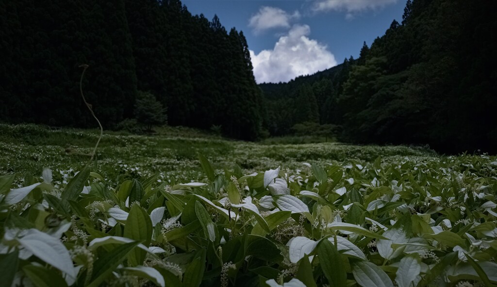 岡田の谷の半夏生園