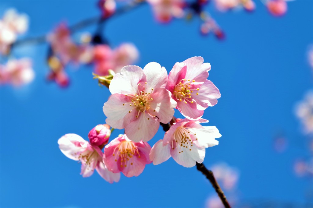河津桜 －青空に咲く花－