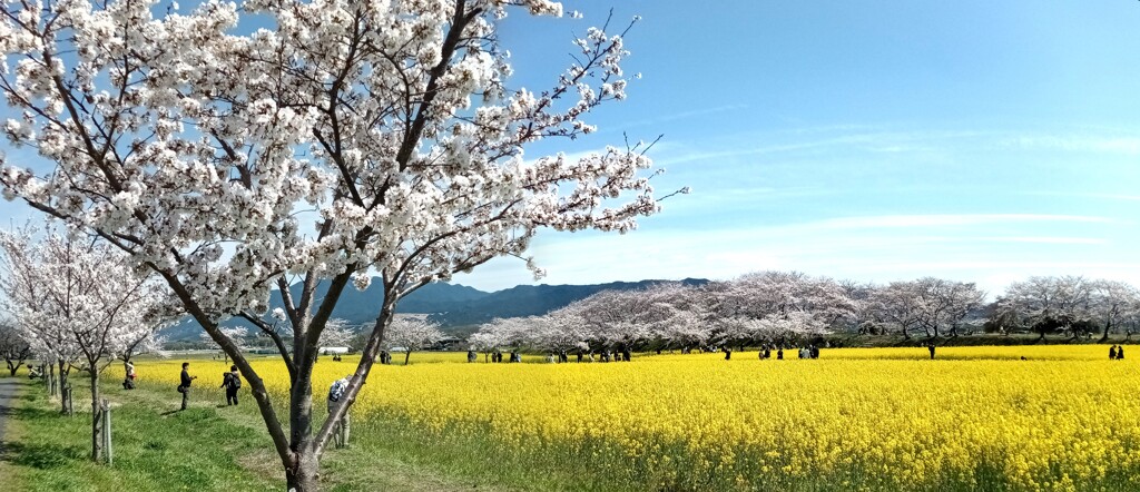 桃源郷に迷い込んだ人々