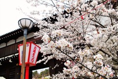 郡山城跡の桜～満開～