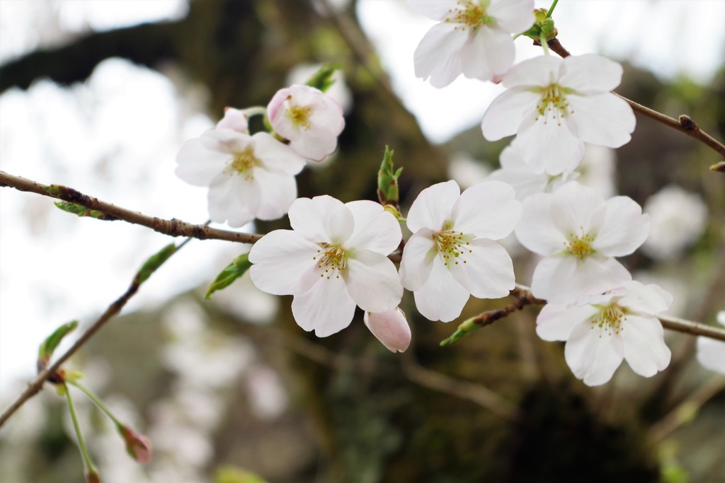桜 ～美を競う～