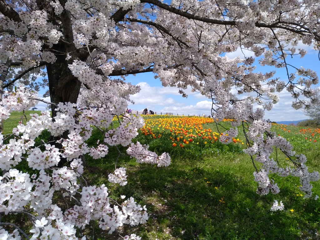 桜の向こうにチューリップ