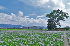 晩夏を彩る一面の花